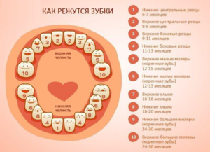 Прорезание зубов