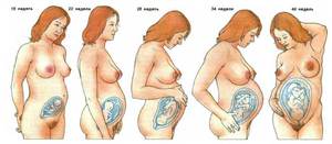 Особенности 5 месяца беременности