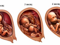 Как меняется состояние беременной на 5 месяце беременности