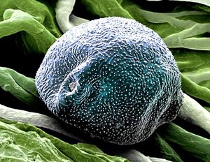 Пыльца под электронным микроскопом 