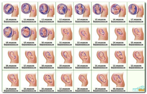 Таблица развития ребенка при беременности