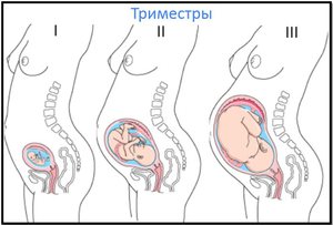 Второй триместр беременности