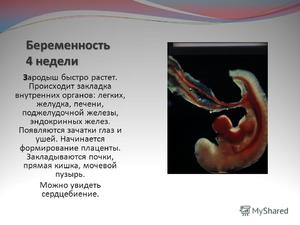 Как выглядит эмбрион в 4 недели  