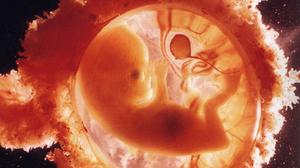 Фото эмбриона