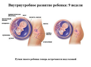 9 недель беременности 