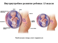 13 акушерской недели беременности
