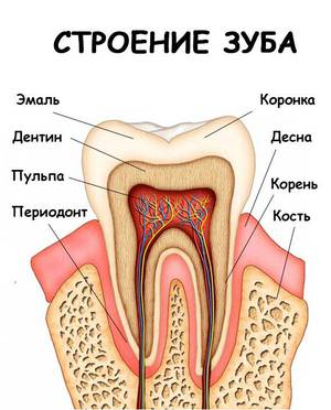 Строение зубов-обзор