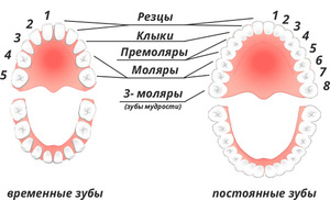 Зубы Премоляры