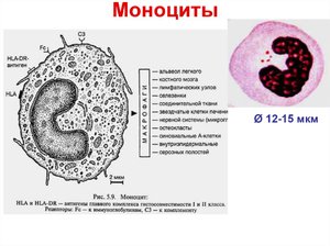 Анализ крови на моноциты