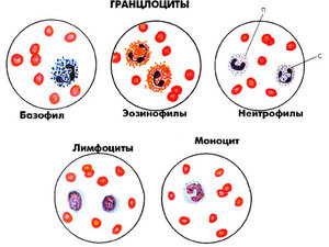 Лейкоциты: виды и названия