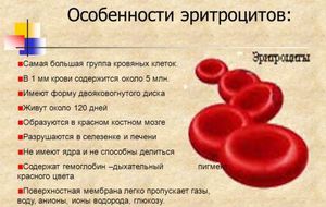 Особенности эритроцитов в крови