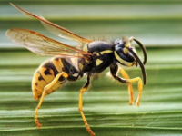 Чем опасен укус осы и что предпринять?
